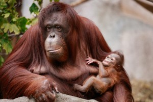 Denver Zoo