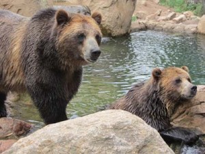Cheyenne Mountain Zoo