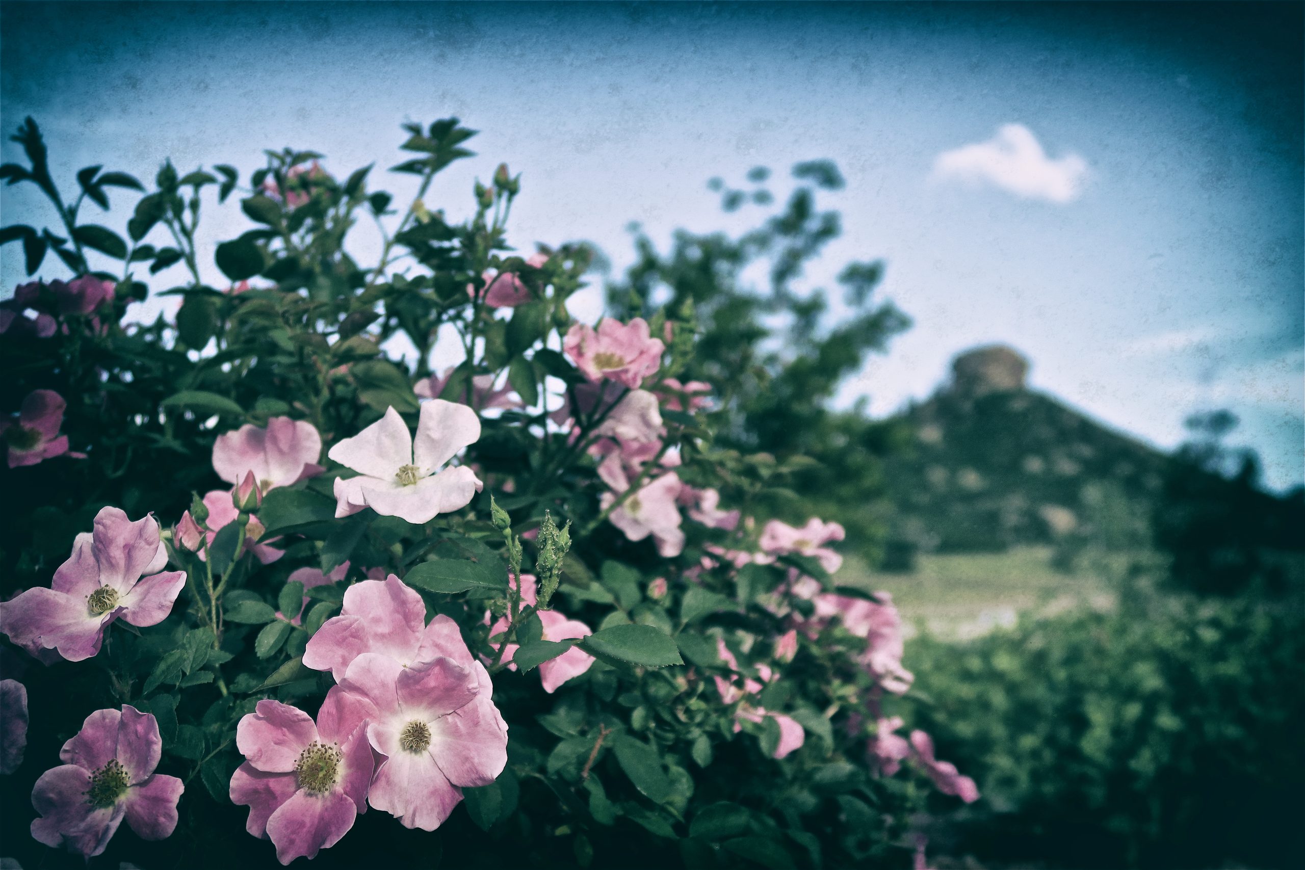 Pink Flowers in Castle Rock