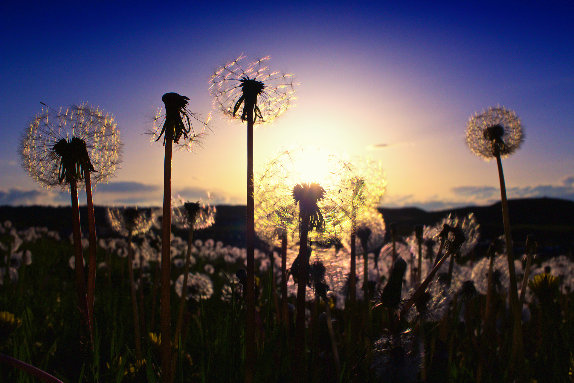 Dandelion Sunrise